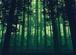 A high quality background of landscape with deep deciduous forest. Flat style.