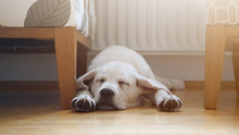 Kleiner Süßer Labrador Retriever Welpe Liegt Im Wohnzimmer Auf Dem Fußboden Und Schläft