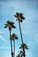 Wall Mural - aged and worn vintage photo of palm trees