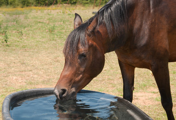 Horse drinking from a water trough on a hot summer day