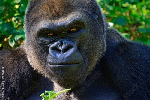 Fotomural Male Silverback Western Lowland gorilla