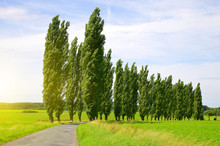 Summer Landscape With Poplars In Sunny Day.