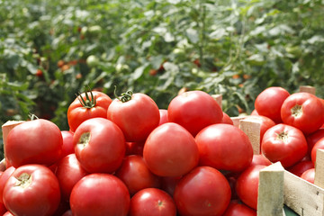 fresh tomatoes in a crate