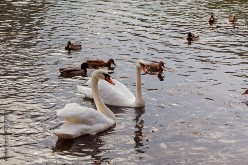 Fotografie, Obraz three juvenile swan swimming on the river