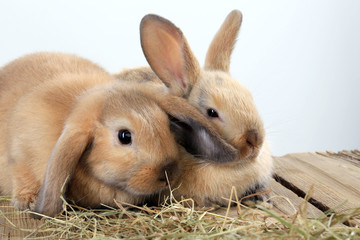 Wall Mural - pair of rabbits