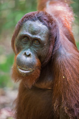 Wall Mural - Close orangutan Pongo, looking at the camera with their brown eyes (Kumai, Indonesia)