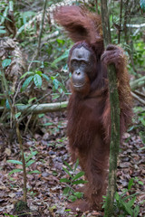 Wall Mural - Close orangutan Pongo stands on dry leaves next to a thin tree in evergreen jungle (Kumai, Indonesia)