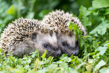 Pair Of Little Hedgehogs Are Feeding On Fresh Green Grass.