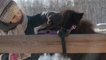 Little Girl With Stiff Brush Standing In Stable And Stroking Mane Of Shetland Pony In Winter
