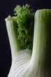 Close Up of Fennel Bulb on Black Background