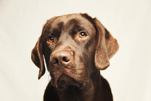 Portrait Of A Labrador Retriever Dog