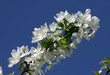 walk outdoors during the spring flowering apple trees
