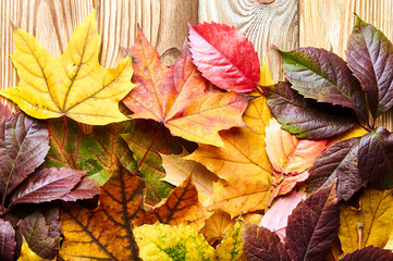 Yellow, red, green, orange leaves. Autumn, September, October and November.