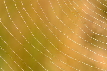 cobweb dew drops background