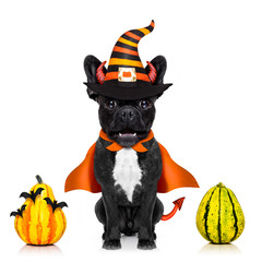 Wall Mural - halloween dog