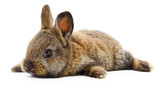 Fototapeta Fototapety ze zwierzętami  - Brown bunny rabbit.