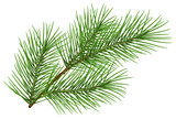 Fototapeta  - Green fluffy pine branch symbol of new year. Isolated on white background
