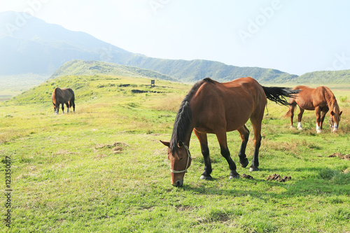 草千里ヶ浜 草を食む馬たち Stock 写真 Adobe Stock