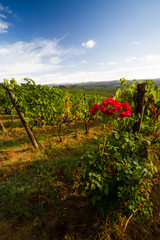 Wall Mural - Chianti vineyard landscape in autumn with roses, Tuscany, Italy