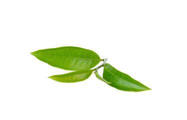 Wall Mural - green tea leaf  on white background