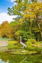 The Crane Bird Statue In Beautiful Public Park In Daruvar, Croatia, In Autumn 