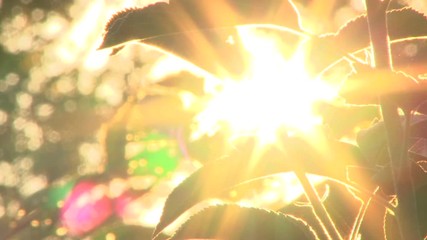 Wall Mural - Bright, early morning sun comes up through apple trees at sunrise, time lapse.