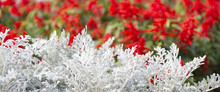 Cineraria Maritima Silver Dust And Red Flowers. Soft Focus Dusty Miller Plant. Background Texture