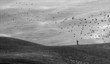 © Linda Bembridge - Man walking through fields, birds flying overhead, black and white