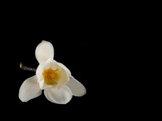 Beautiful white magnolia flower blooming on black background