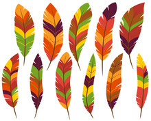 Thanksgiving Or Fall Colored Turkey Feathers