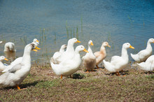 Domestic Ducks On A Pond