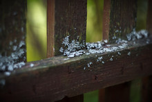 Lichen (Parmelia Sulcata) On The Old Wooden Fence