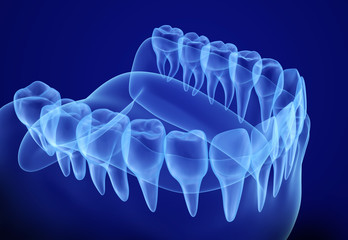 Wall Mural - Mouth gum and teeth xray view. Medically accurate tooth 3D illustration