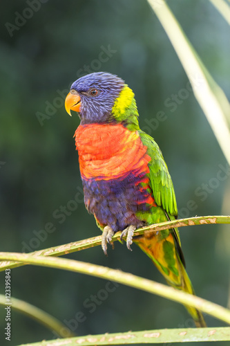 Fototapeta na szkło rainbow lorikeet (Trichoglossus moluccanus)