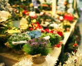 Fototapeta Tulipany - Bright Christmas decoration in shopping center