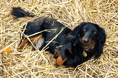 Black And Tan Long Haired Dachshund Laying In A Bed Of Straw For A