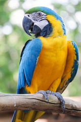 Wall Mural - Beautiful Blue and gold macaw bird - Tropical parrot