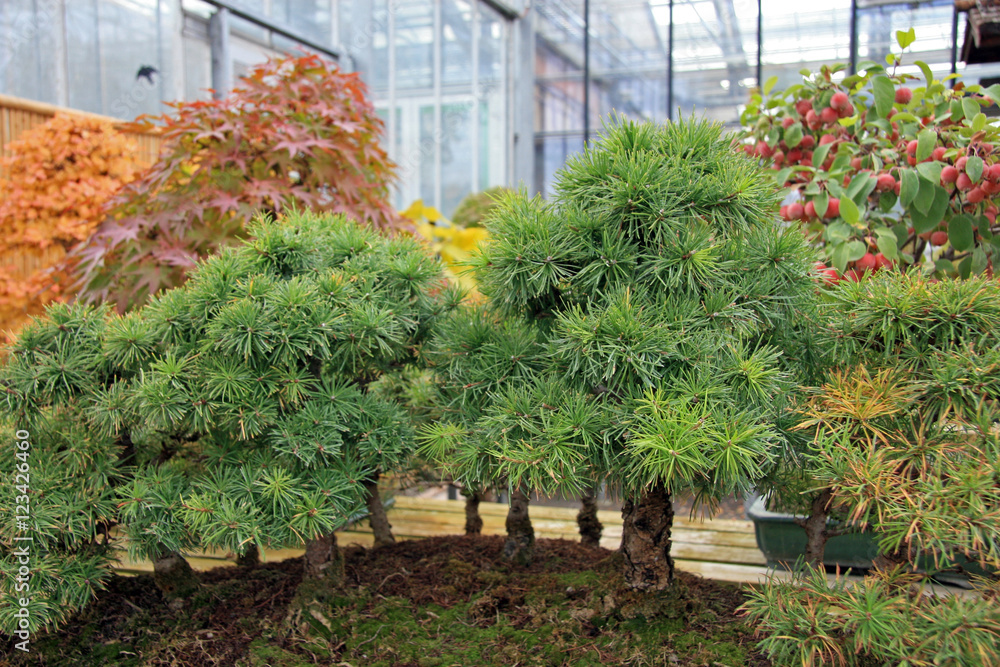 Pines Forest Bonsai Forest Of Miniature Pines In Greenhouses In