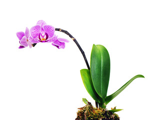 Wall Mural - violet orchid arrangement centerpiece isolated on white background