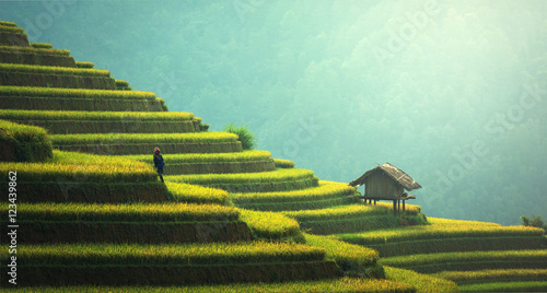 Cuadros en Lienzo Rice fields on terraced of Mu Cang Chai, YenBai, Vietnam