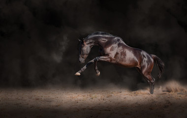 Canvas Print - Black horse expressive jump on a black background with the dust