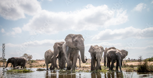 Drinking herd of Elephants.