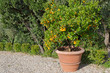Big pot of tangerine tree and orange colored citrus fruit in the garden with strong sun during Autumn in Italy