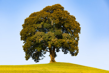 tree on the hill