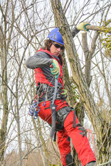 die Handsäge kommt zum Einsatz im Baum