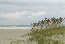 Tall Sea Oats On The Sand Dunes At The Beach.