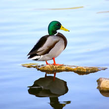 Male Mallard Duck Standing On A Stone In Lake