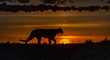 Cougar hunting at dawn,photo art
