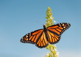 Female Monarch butterfly feeding on white flower cluster of a Butterfly bush, against blue sky