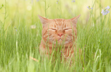 A Blissfully Happy Orange Tabby Cat Enjoying Life In Tall Spring Grass In A Shade, With His Eyes Closed